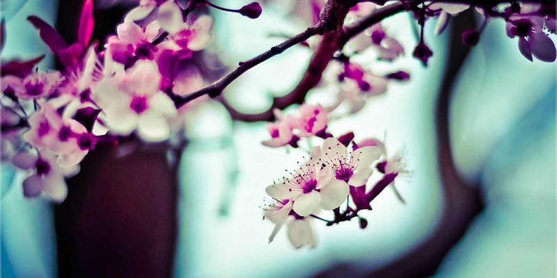 康复护理与医疗咨询：构建全周期健康服务的双翼